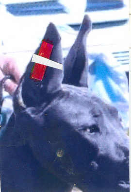 Great dane shop ear taping